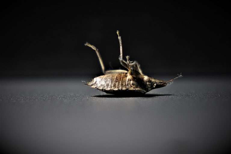 bedbug-control
