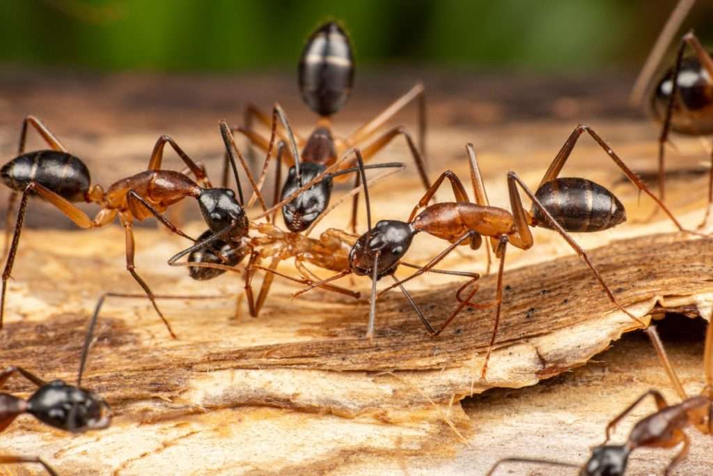pest-ants