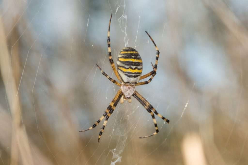 pest-spiders