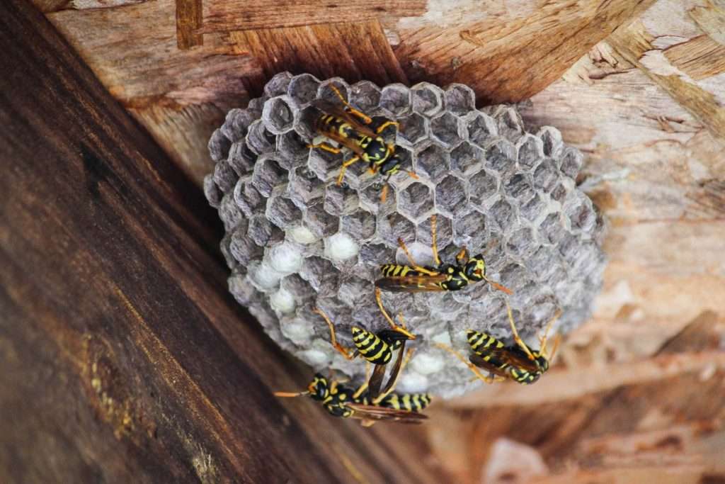 pest-wasps